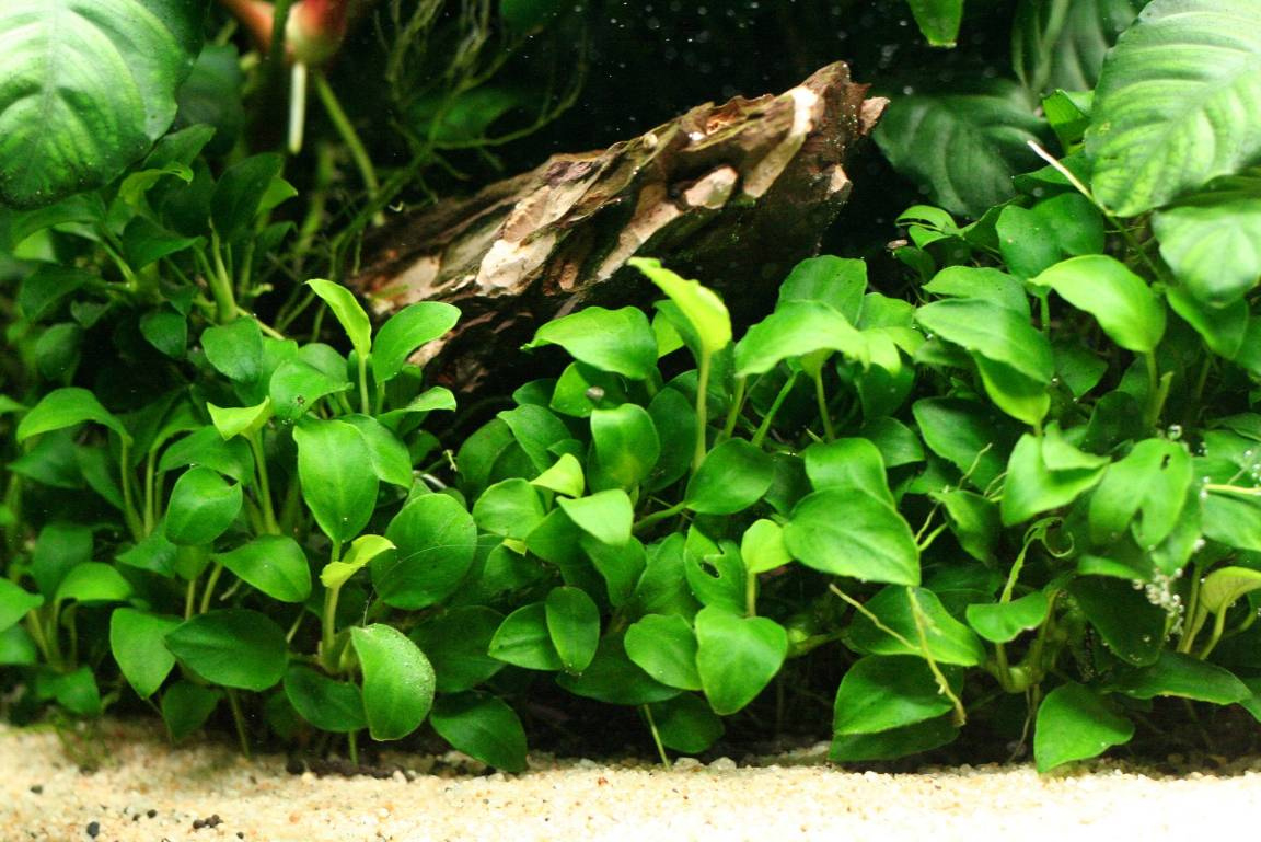 Pets And Rants Good Cold Water Plants For Your Axolotl Tank