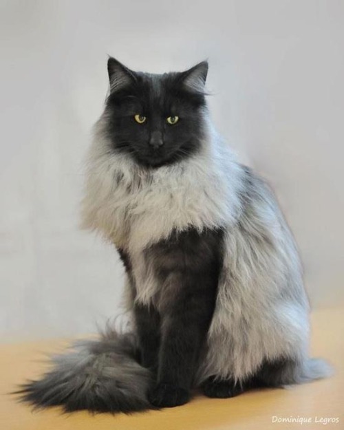 drdandy:  damilyn:  eustaciavye77:   NORWEGIAN FOREST CATS  MAJESTY INCARNATE IN CAT FORM  is this warrior cats   The fluffiest 