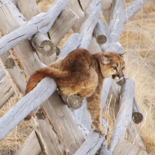 skunkbear:The U.S. Fish and Wildlife Service recently re-posted these amazing photos of a standoff b