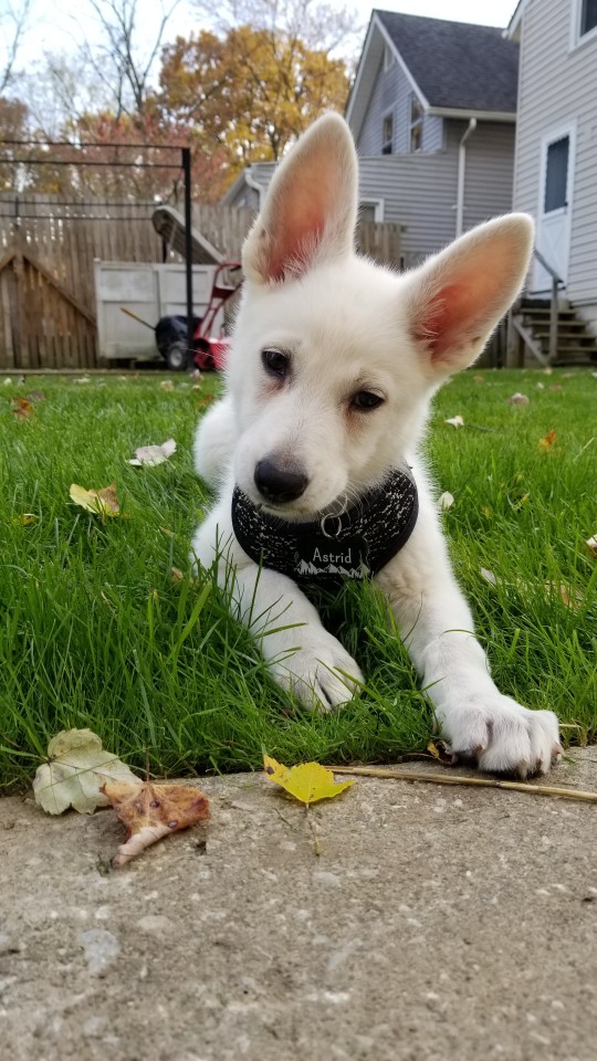 katiiie-lynn:Took sweet little Astrid on a mini roadtrip with me today. Had my parents