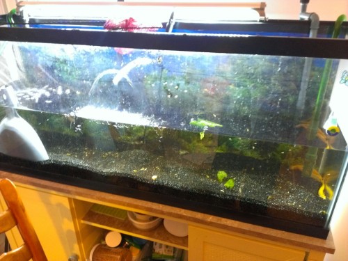 Suckiest thing to come home to: the stand the 55 is on currently is damaged, causing the whole tank 