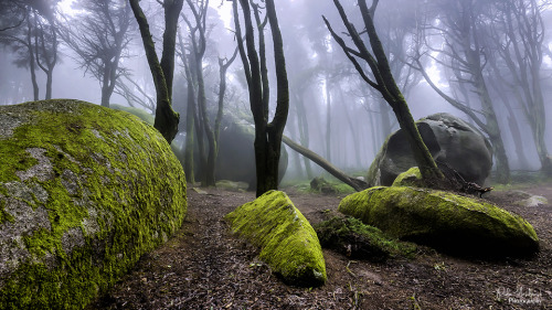 k641739021: (via 35PHOTO - Paulo Mendonça - Enchanted forest)