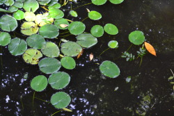 treesenpai:  As you may have figured out, I love water lilies a whole lot. 