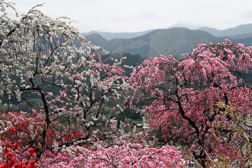 90377:  full spring, Yamanashi,Japan 爛漫の春 by Gudonjin AIZA