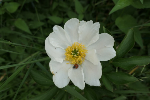 Paeonia officinalis — European peony