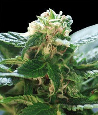pineconeherb:    Colombian Gold Feminised