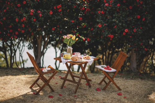 2022-03-27Spring, Camellia PicnicCanon EOS R3 + RF50mm f1.2LInstagram  |  hwantastic79vivid