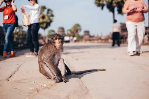 Angkor Vat