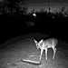 lemon&ndash;berry:thatsoup:deerstar4:deerstar4:They call me pillsbury the way