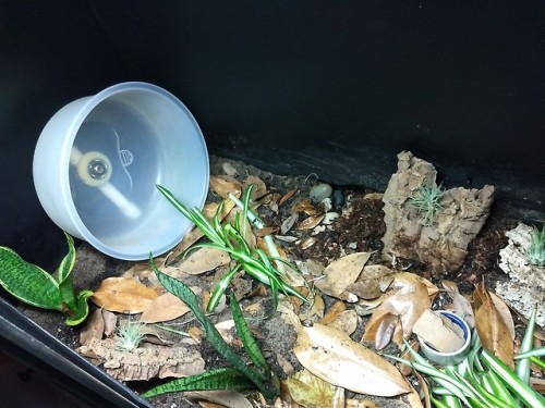 fantasticbeastsandhowtokeepthem: Bindi’s bioactive viv so far. Has two spider plants, two snak