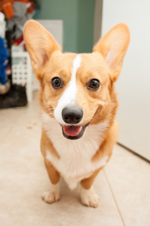 eeveesevolution:Such a charming young corg.Pretty boy.