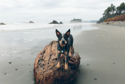 ianjleavitt:  Ruby Beach 2015.10.24 