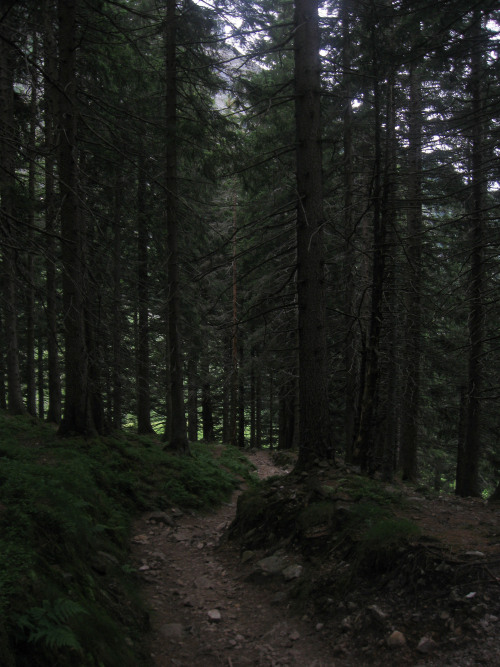 canadiansliveinigloos: © own Mount Pilatus, Lucerne, Switzerland