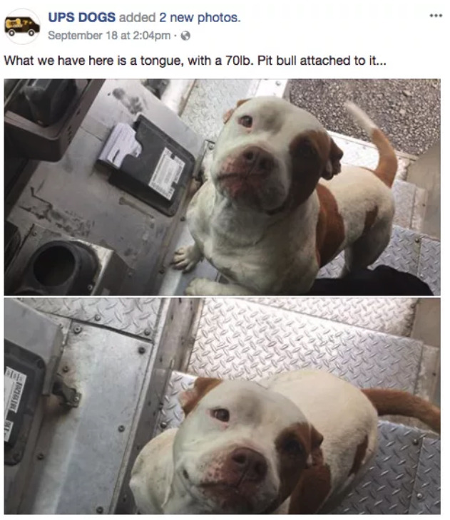 buzzfeed:  UPS DOGS is quite possibly the best group on Facebook.