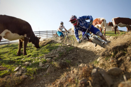 bikesandpunk: what`s up, cow