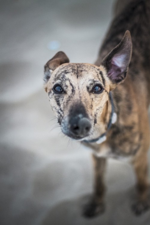 handsomedogs:   Beach   Julia Berbecka  
