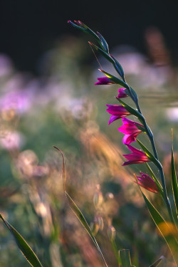 hungariansoul:   Delicacy by  Cristian Vincison   ♥