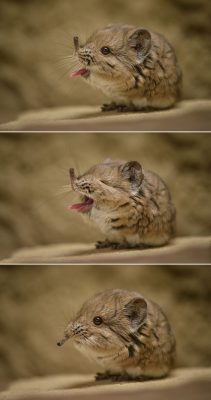 awwww-cute:  The teeniest yawn (Source: http://ift.tt/1XMWzx8)