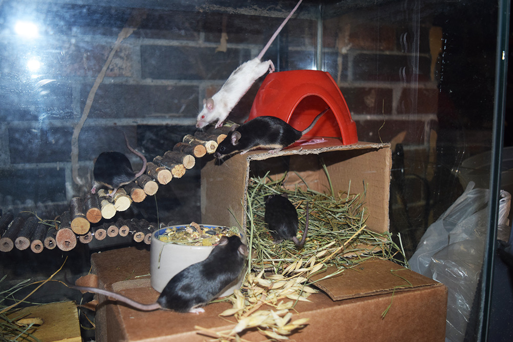 scalestails: This week when I cleaned the doe’s cage, I focused on vertical space!