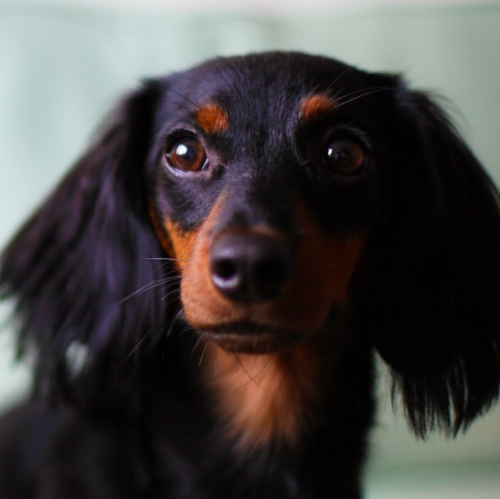 dogsandpupsdaily: -  Dachshund. Want more? Follow:dogsandpupsdaily.tumblr.com/