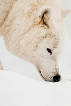 brazenbvll:  Arctic Wolf : (©)  