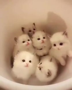 awwww-cute:  A bucket of cuteness (Source: http://ift.tt/2CUg7GP)