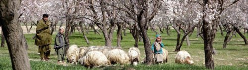 edenandink:  salahmah:  Spring in Afghanistan  this is so incredibly beautiful 