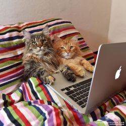 catsofinstagram:  From @themainecoonlife: “#NetflixandChill” #catsofinstagram [source: http://ift.tt/1X7SMWL ] 