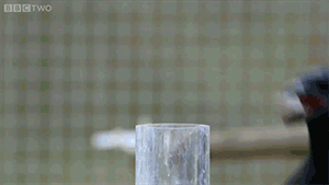 karanan:  starrypawz:  zerostatereflex:  Crow solves an 8 step process. Crows are