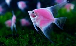 sixpenceee:  World’s First Pink Fluorescent FishGenetically engineered angelfish glow in a tank during a news conference before the 2012 Taiwan International Aquarium Expo in Taipei November 7, 2012. The fish, which are the world’s first pink fluorescent