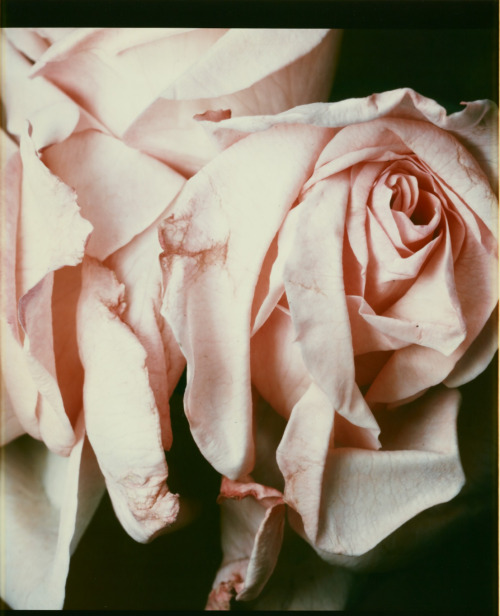 desimonewayland:Chris Enos, [Pink Roses], 1980 - Polaroid dye diffusion printJ. Paul Getty Trust