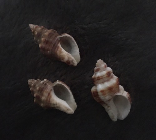 ⋆｡˚ ⋆ Small Shells ⋆ ˚｡⋆   (with some barnacles)