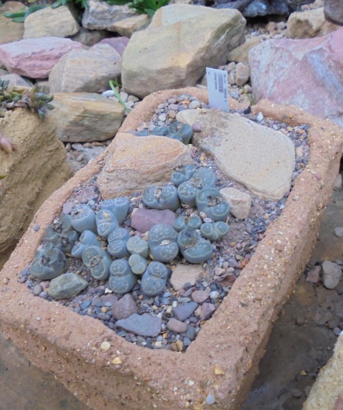 Lithops at Royal Botanic Garden Edinburgh