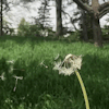 cottageaesthetic: