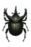 Island Beetles and Their Prices