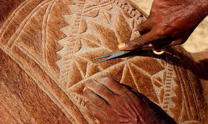 jooces:    Eid Mubarak: The art of camel barbering in Pakista     I don’t think