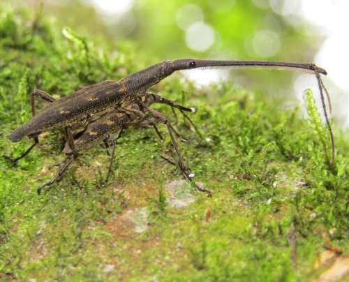 onenicebugperday: New Zealand giraffe weevil, Lasiorhynchus barbicornis, BrentidaeThe New Zealand gi