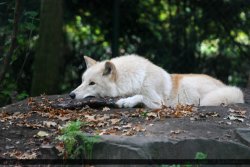 Wolfsheart-Blog:    Hudson Bay Wolf 143 By Canisography  