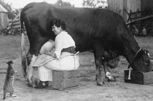 vintageeveryday:  Strange vintage photos of people milking cow into cat’s mouth from the 1920s. See more here…