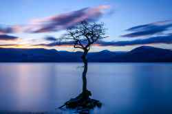 sourav-bhaduri:  www.souravbhaduri.com https://500px.com/photo/146448125/solitary-tree-by-sourav-bhaduri 