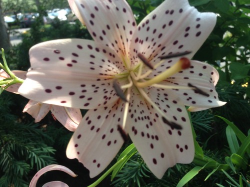 astralkiddo:Today I saw lots of flowers at a place called “the Grove” near myGrandmothers house