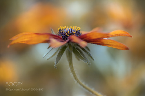 Rudbeckia by MandyDisher