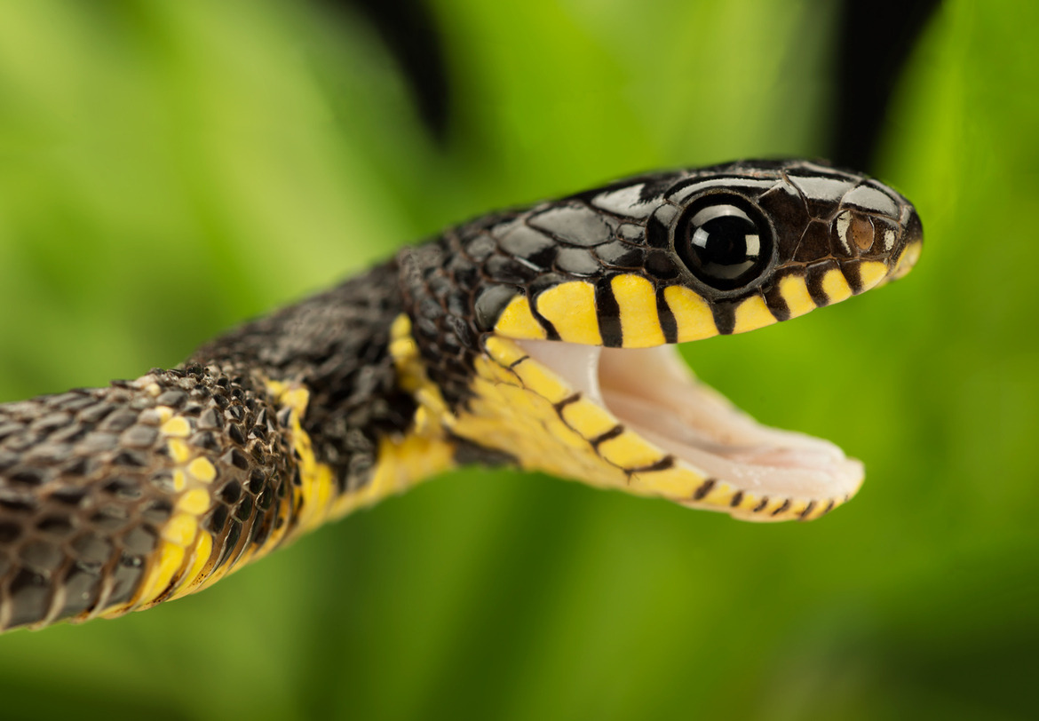 exotic-venom:  Mangrove snake ~ Boiga dendrophila 