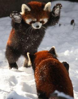 llbwwb:  If these red pandas can enjoy the snow then you should, too by Buzzfeed
