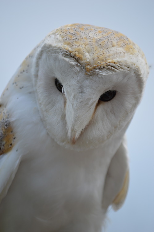 featheroftheowl: Barn Owl By pixtours.tumblr.com/