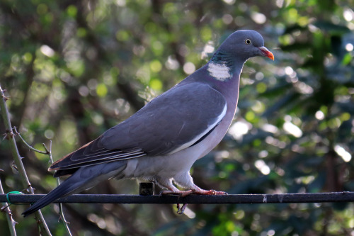 Common Wood Pigeon/ringduva. London, England. 