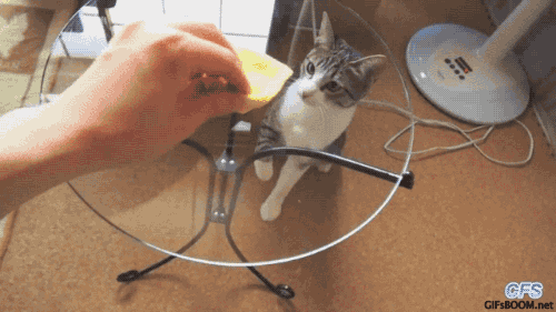 thefrogman:  [video]