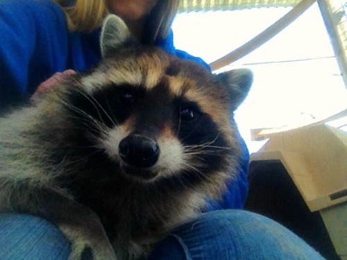 crazycritterlife:  Spending quality time at the zoo with my little man after training