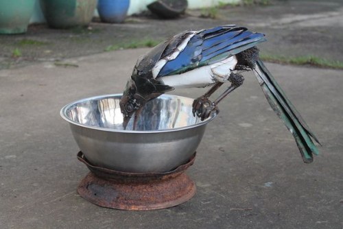 steampunktendencies:  Scrap Metal Welded Sculptures by John Brown via Colossal 