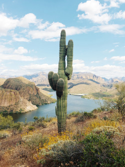 kevinruss:  Arizona Saguaro print now available